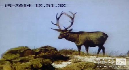 邊防軍出奇事:白天見珍稀動物晚上拍狼馬大戰